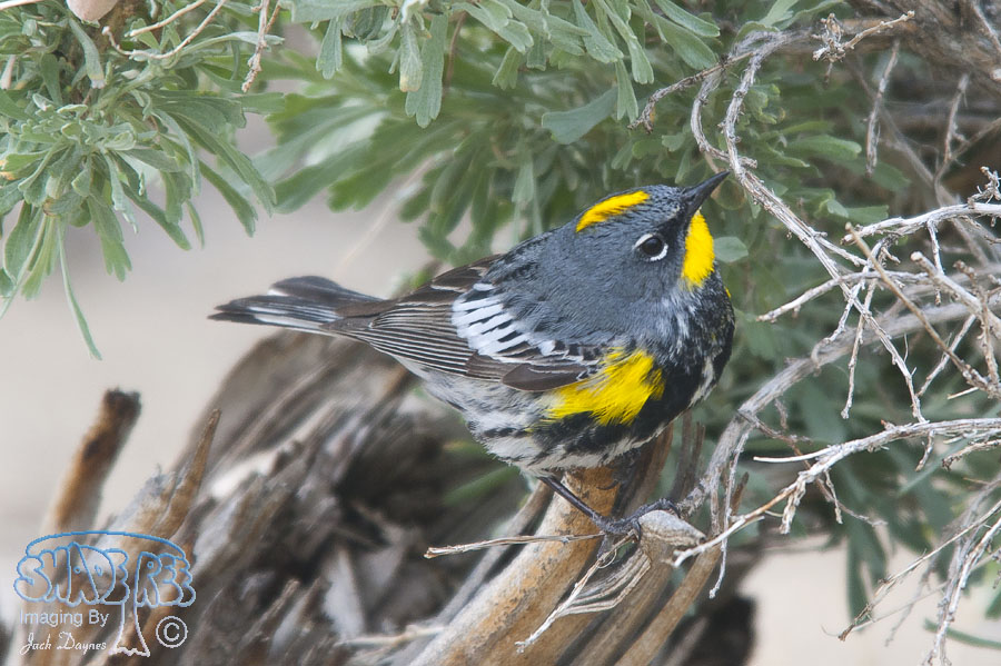 Yellow-Rumped Warbler - Setophaga coronata auduboni