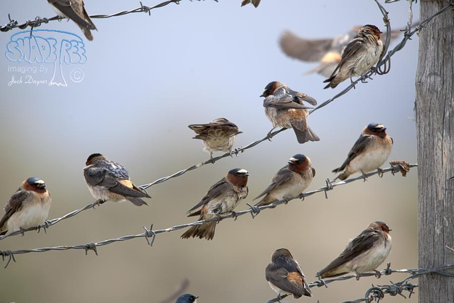 Cliff Swallow - Petrochelidon pyrrhonota