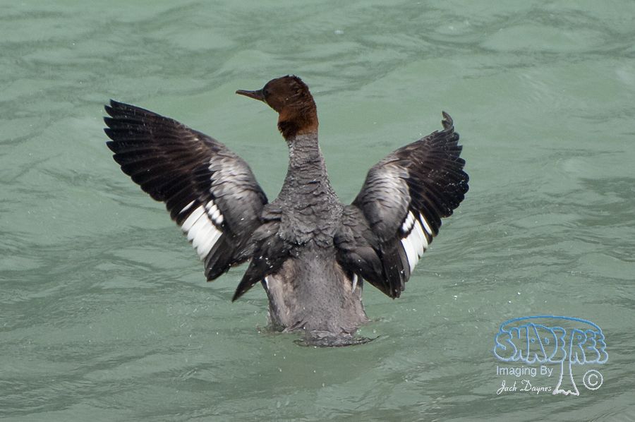 Common Merganser - Mergus merganser