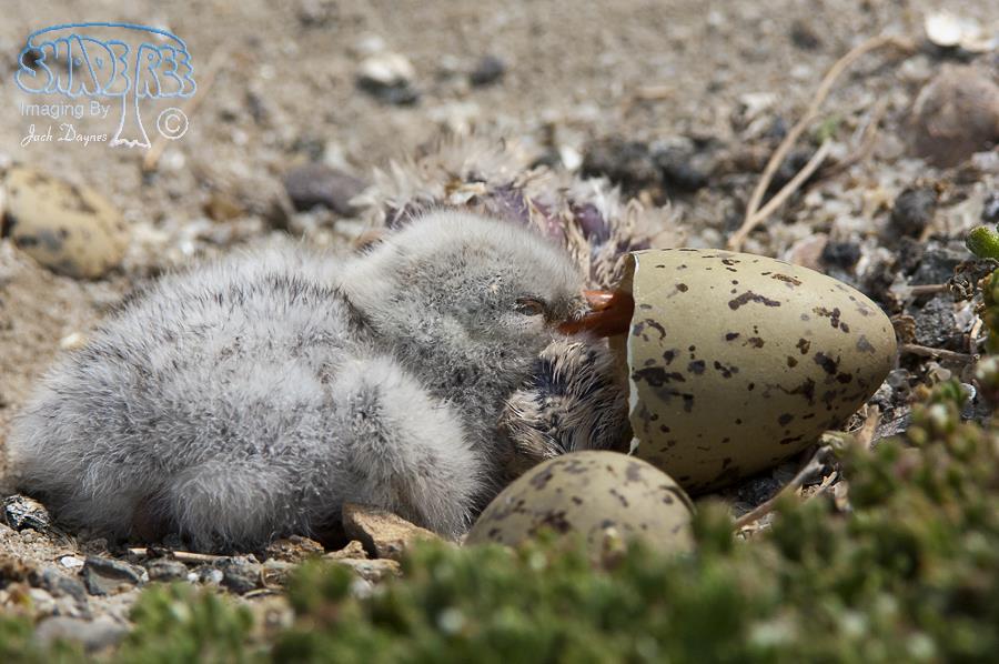 Caspian Tern Chicks - Hydroprogne caspia