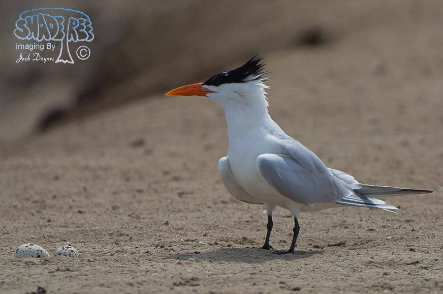 Royal Tern - Thalasseus maximus