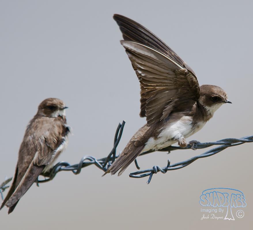 Bank Swallow - Riparia riparia