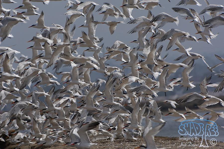 Elegant Tern - Thalasseus elegans