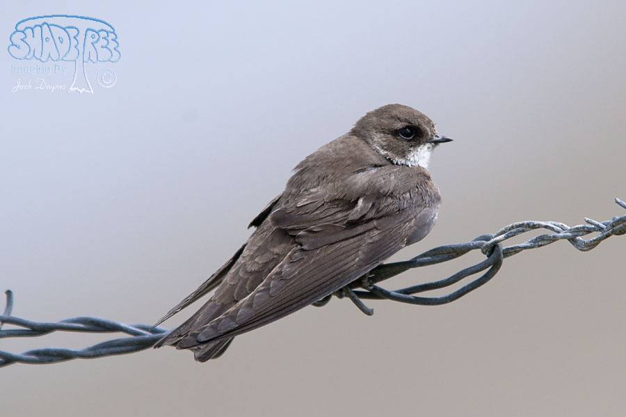 Bank Swallow - Riparia riparia