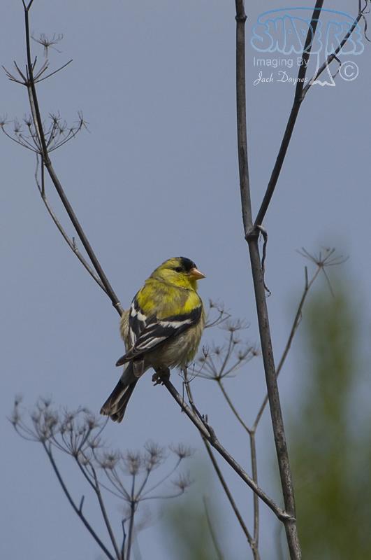 American Goldfinch - Spinus tristis