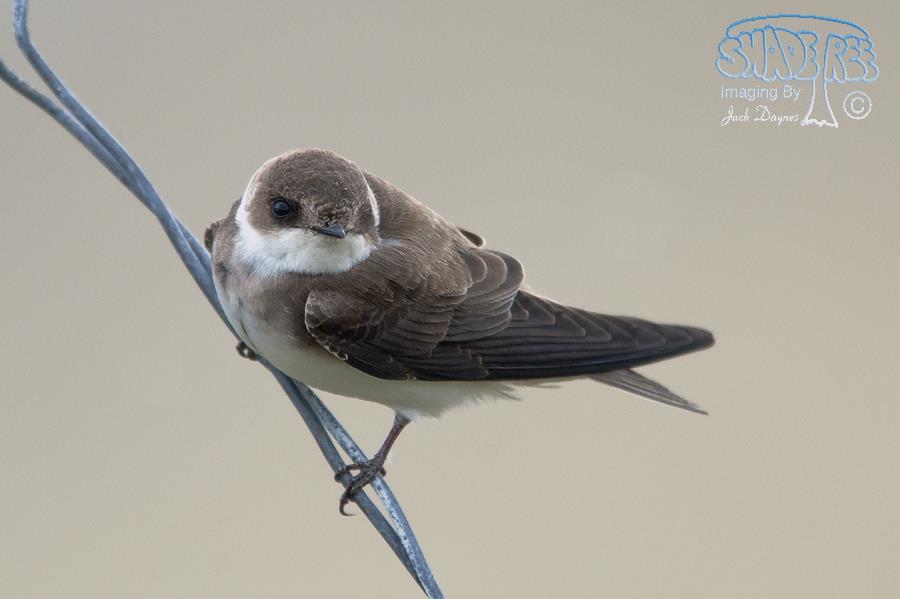 Bank Swallow - Riparia riparia
