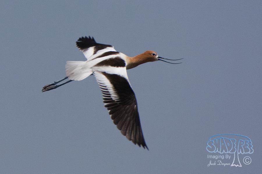 American Avocet - Recurvirostra americana