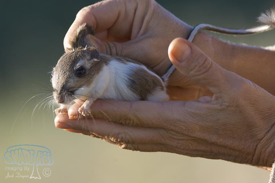 Dulzura Kangaroo Rat - Dipodomys simulans