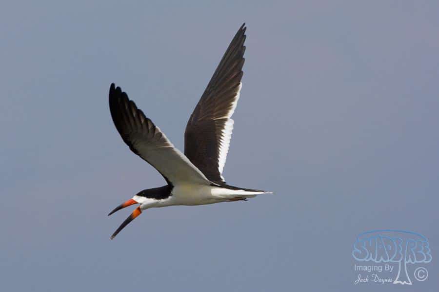 Black Skimmer - Rynchops niger