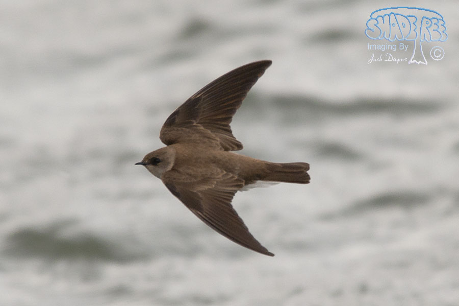 Northern Rough-Winged Swallow - Stelgidopteryx serripennis