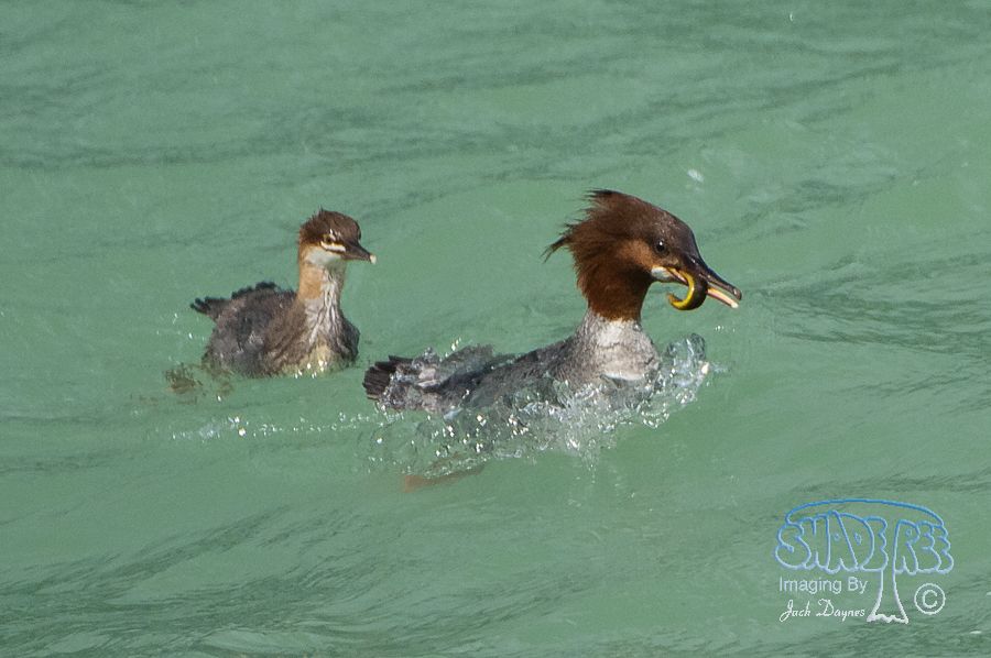 Common Merganser - Mergus merganser