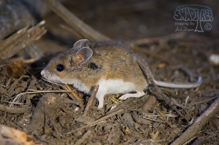 North American Deer Mouse - Peromyscus maniculatus