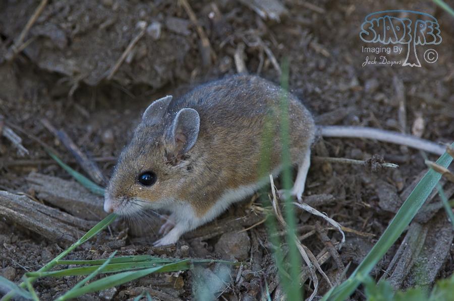 Deer Mouse - Peromyscus maniculatus