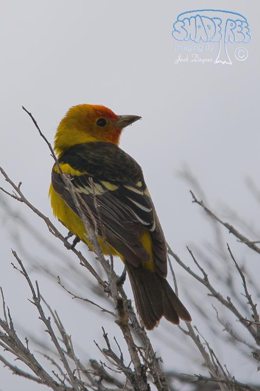 Western Tanager - Piranga ludoviciana