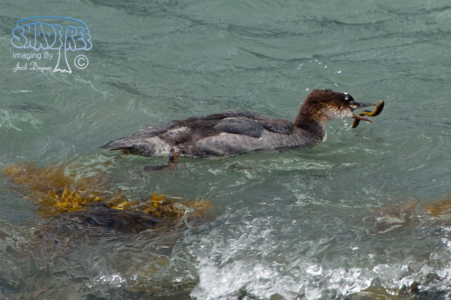 Common Merganser - Mergus merganser