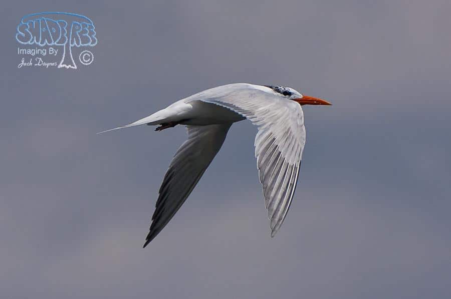Royal Tern - Thalasseus maximus