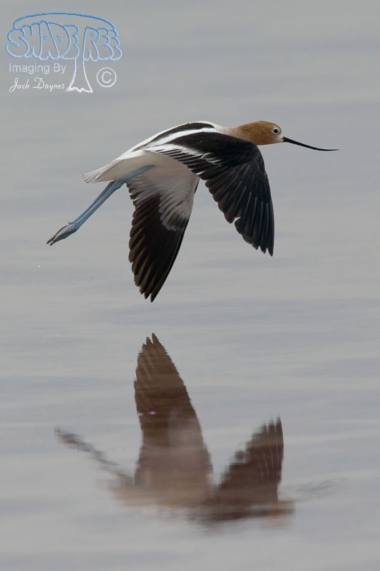 American Avocet - Recurvirostra americana