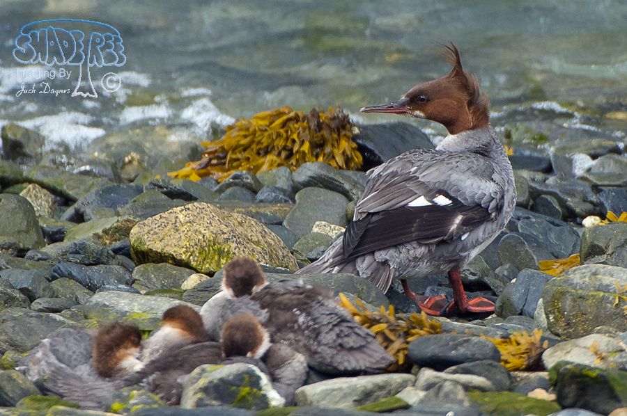 Common Merganser - Mergus merganser