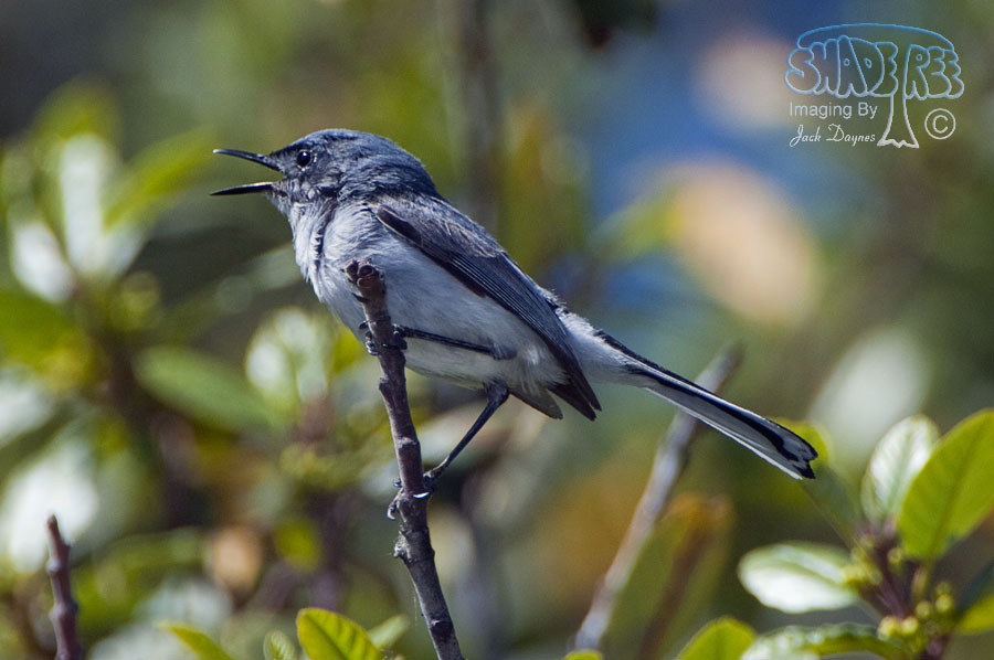 Blue-Gray Gnatcatcher - Polioptila caerulea