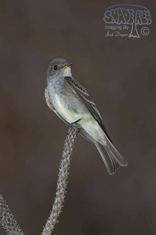 Western Wood-Pewee - Contopus sordidulus