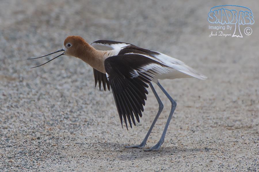 American Avocet - Recurvirostra americana