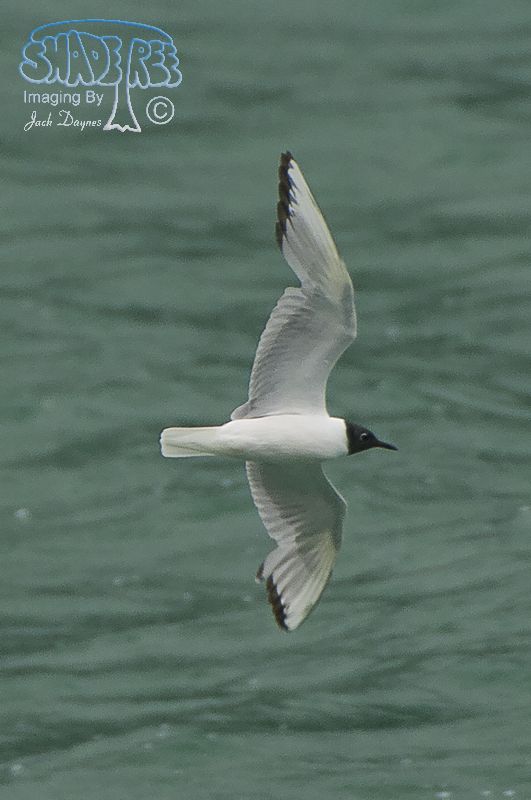 Bonaparte's Gull - Chroicocephalus philadelphia