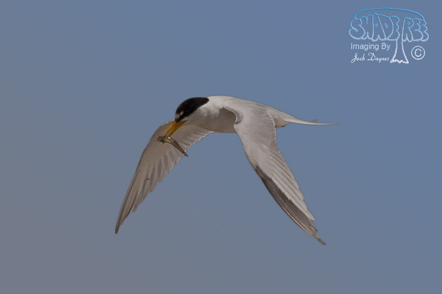 Least Tern - Sternula antillarum