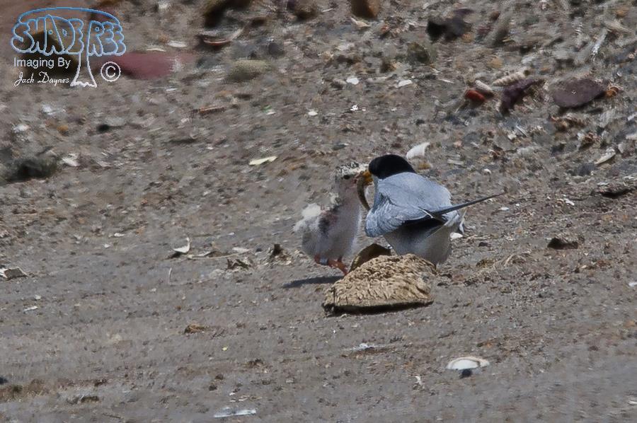 Least Tern - Sternula antillarum