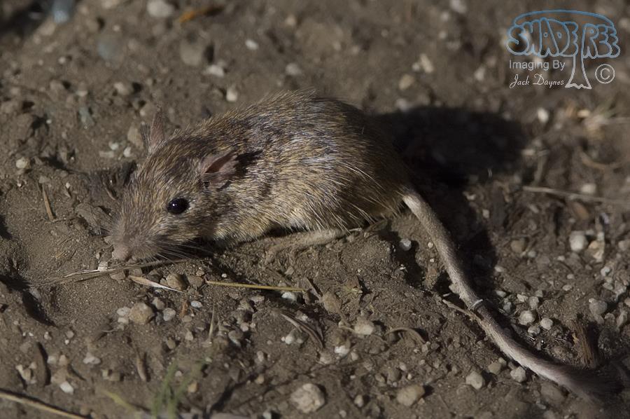 California Pocket Mouse - Chaetodipus californicus