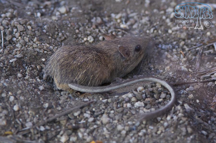 California Pocket Mouse - Chaetodipus californicus