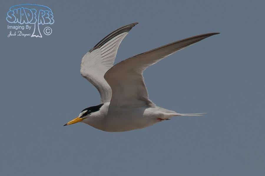 Least Tern - Sternula antillarum