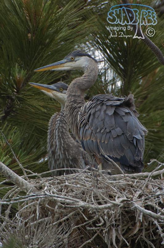 Great Blue Heron - Ardea herodias