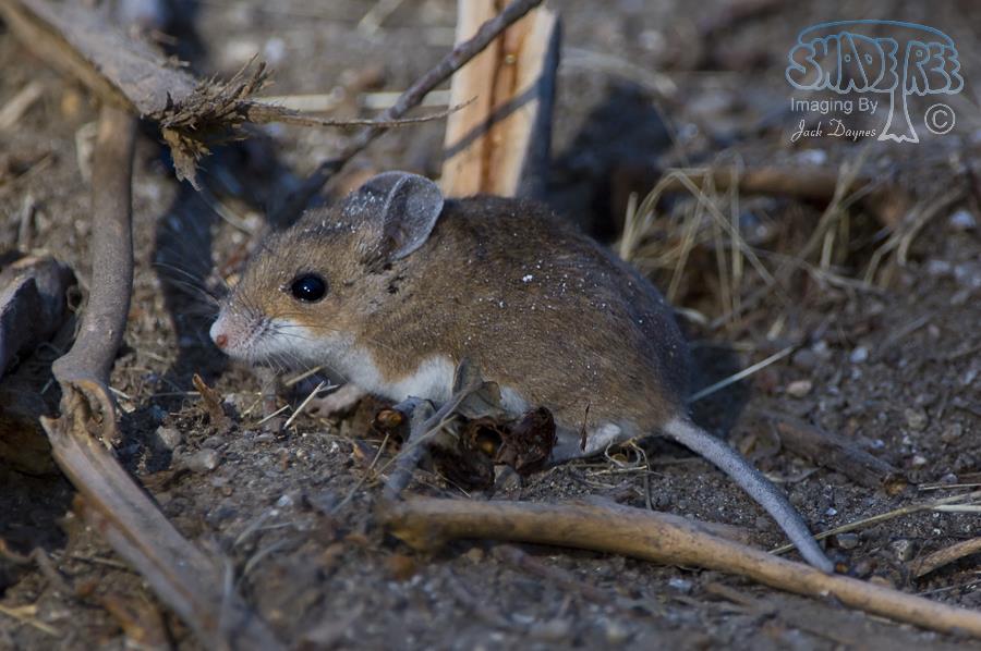 Deer Mouse - Peromyscus maniculatus