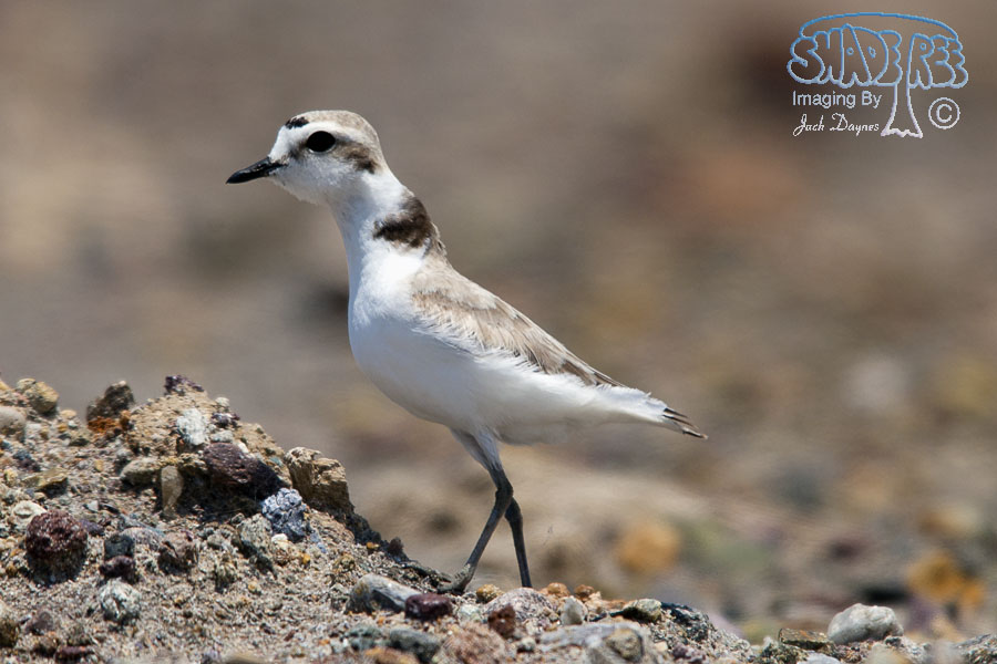 Snowy Plover - Charadrius alexandrinus