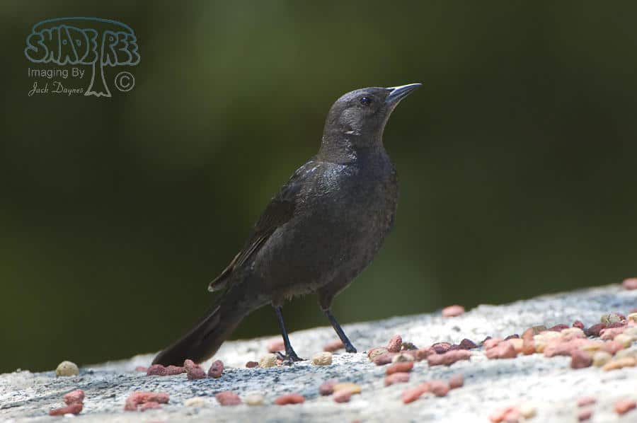 Brewer's Blackbird - Euphagus cyanocephalus