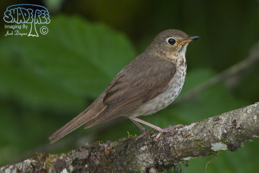 Swainson's Thrush - Catharus ustulatus