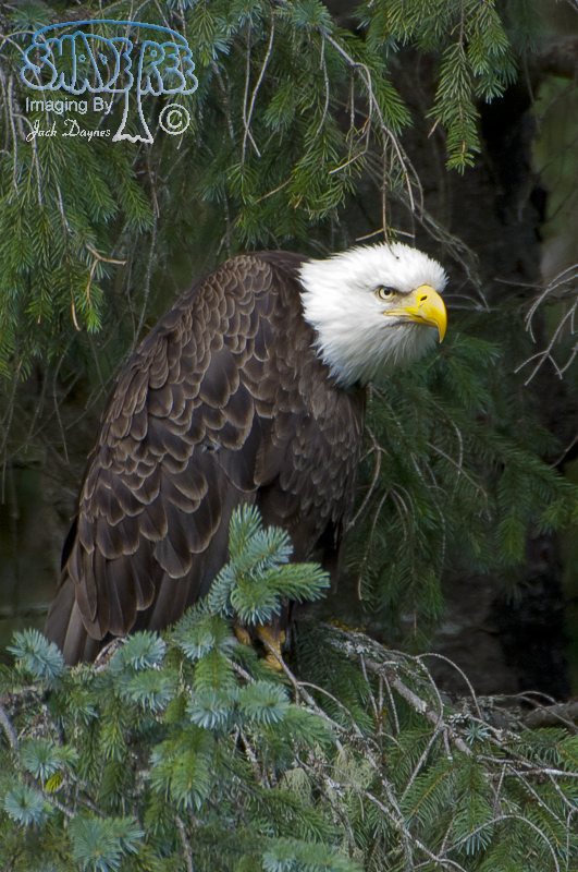 Bald Eagle - Haliaeetus leucocephalus