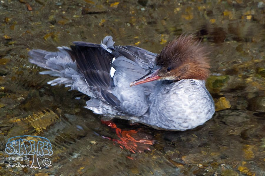 Common Merganser - Mergus merganser