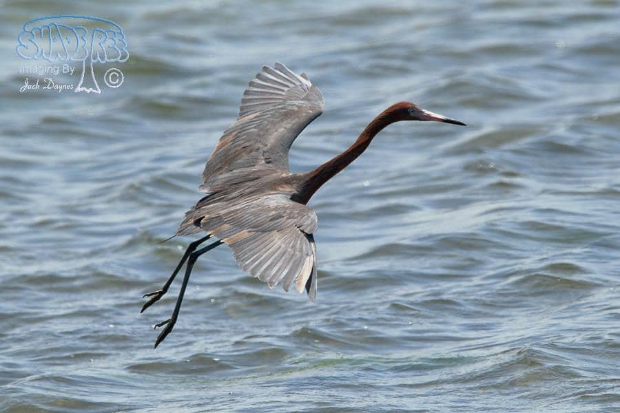 Reddish Egret - Egretta rufescens