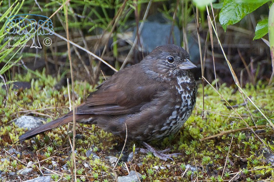 Fox Sparrow - Passerella iliaca