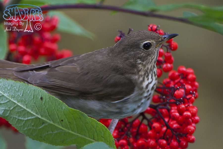 Swainson's Thrush - Catharus ustulatus