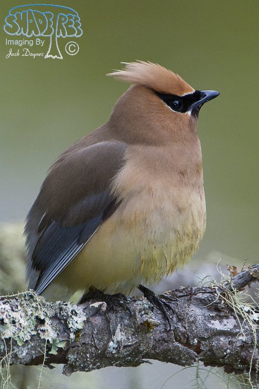 Cedar Waxwing - Bombycilla cedrorum