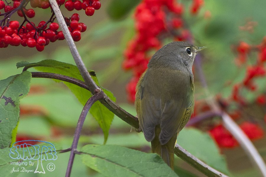 MacGillivray's Warbler - Geothlypis tolmiei