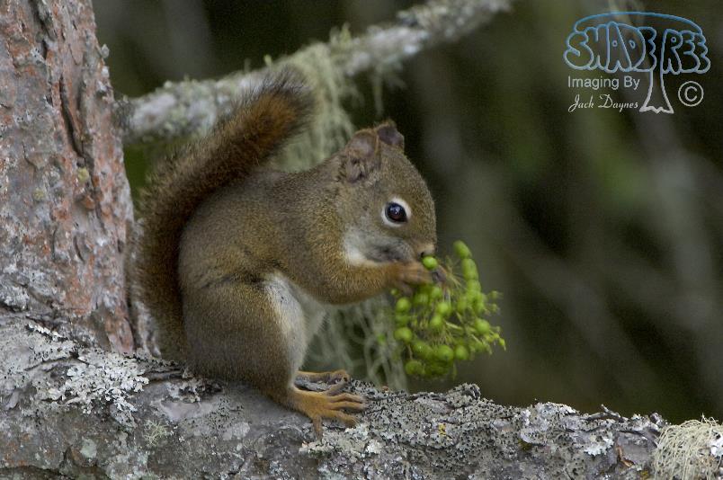 Red Squirrel - Tamiasciurus hudsonicus