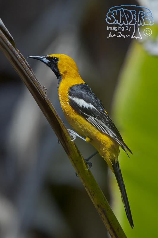 Hooded Oriole - Icterus cucullatus