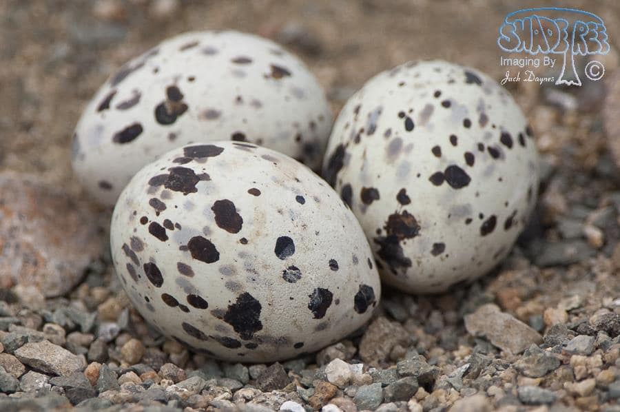 Black Skimmer Eggs - Rynchops niger