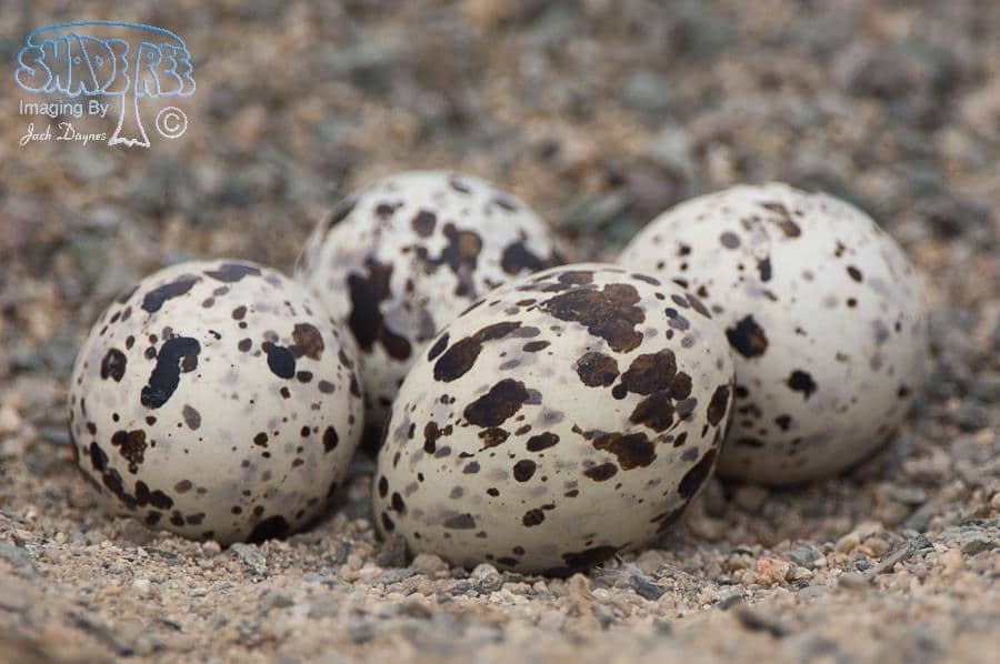 Black Skimmer Eggs - Rynchops niger
