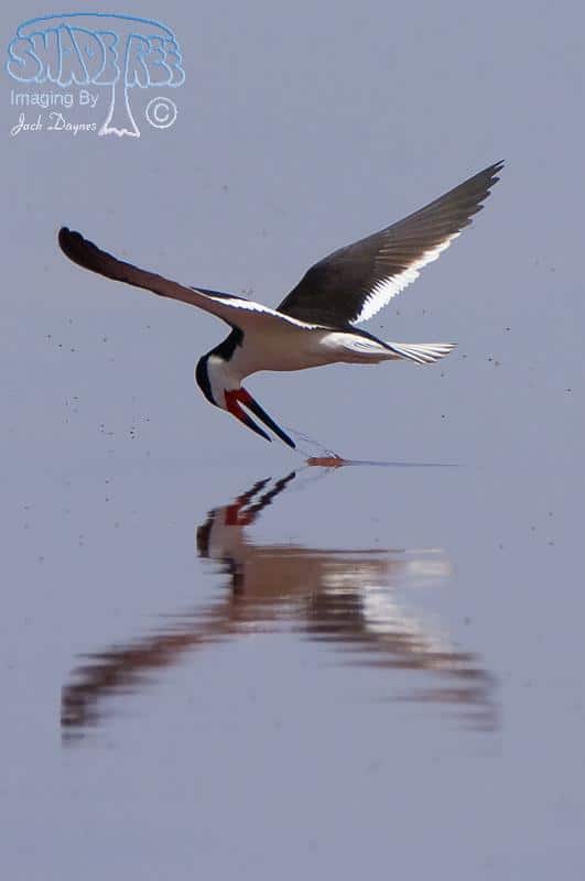 Black Skimmer - Rynchops niger