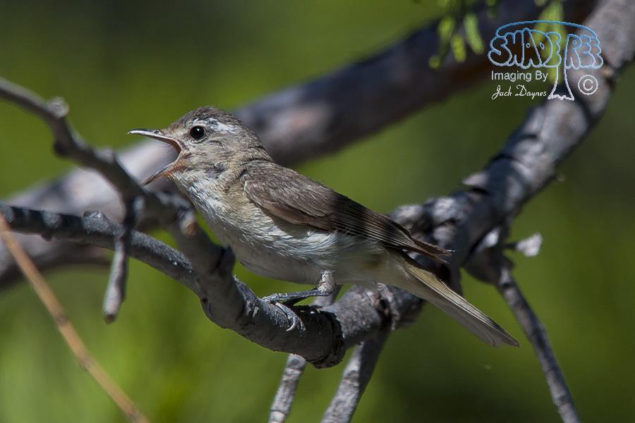 Warbling Vireo - Vireo gilvus