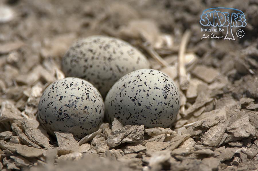 Snowy Plover - Charadrius alexandrinus